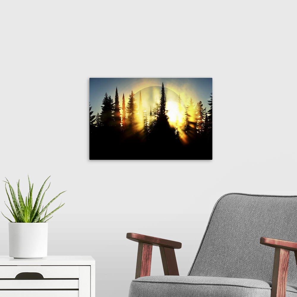 A modern room featuring A photograph of a forest canopy silhouetted by the rising sun.