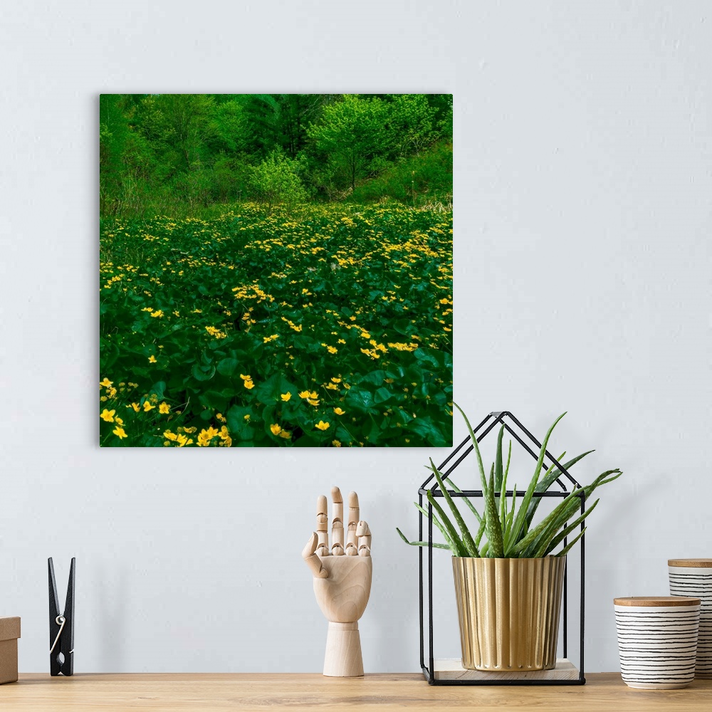 A bohemian room featuring A field of yellow buttercups standing out against the green leaves.