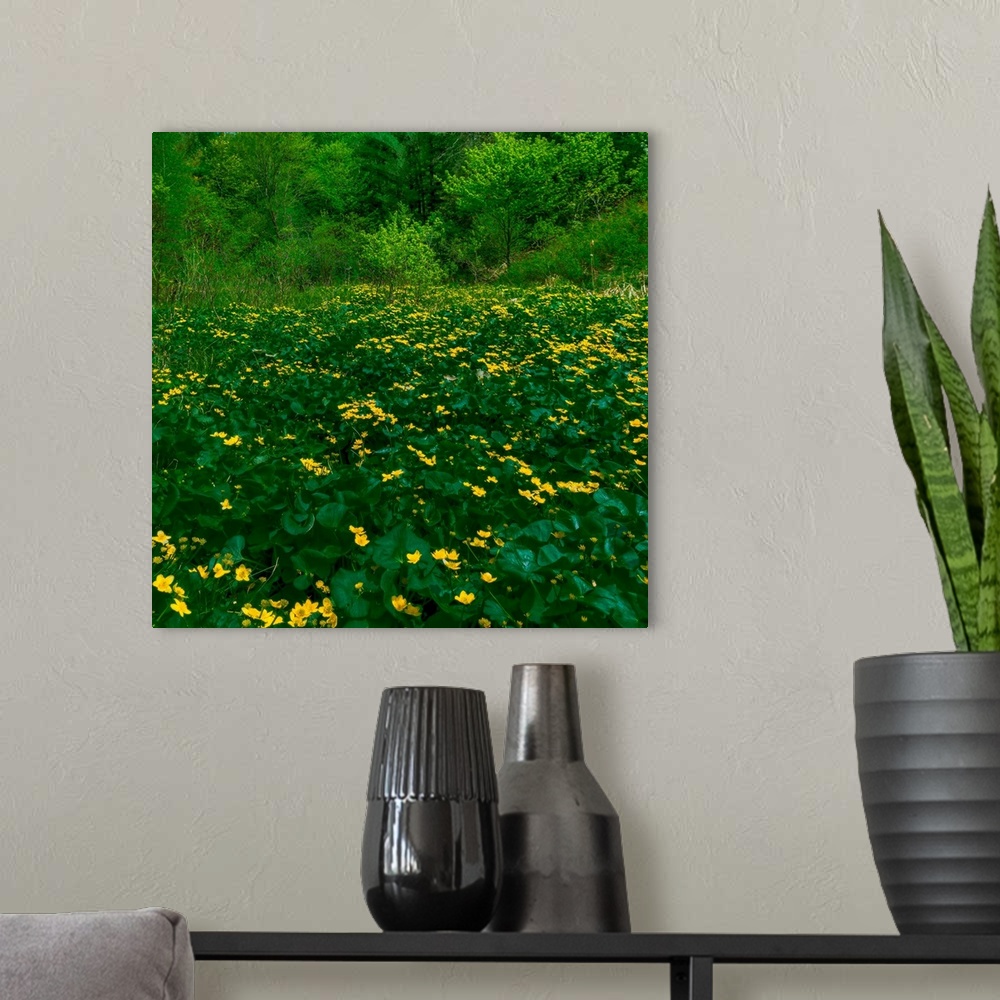 A modern room featuring A field of yellow buttercups standing out against the green leaves.
