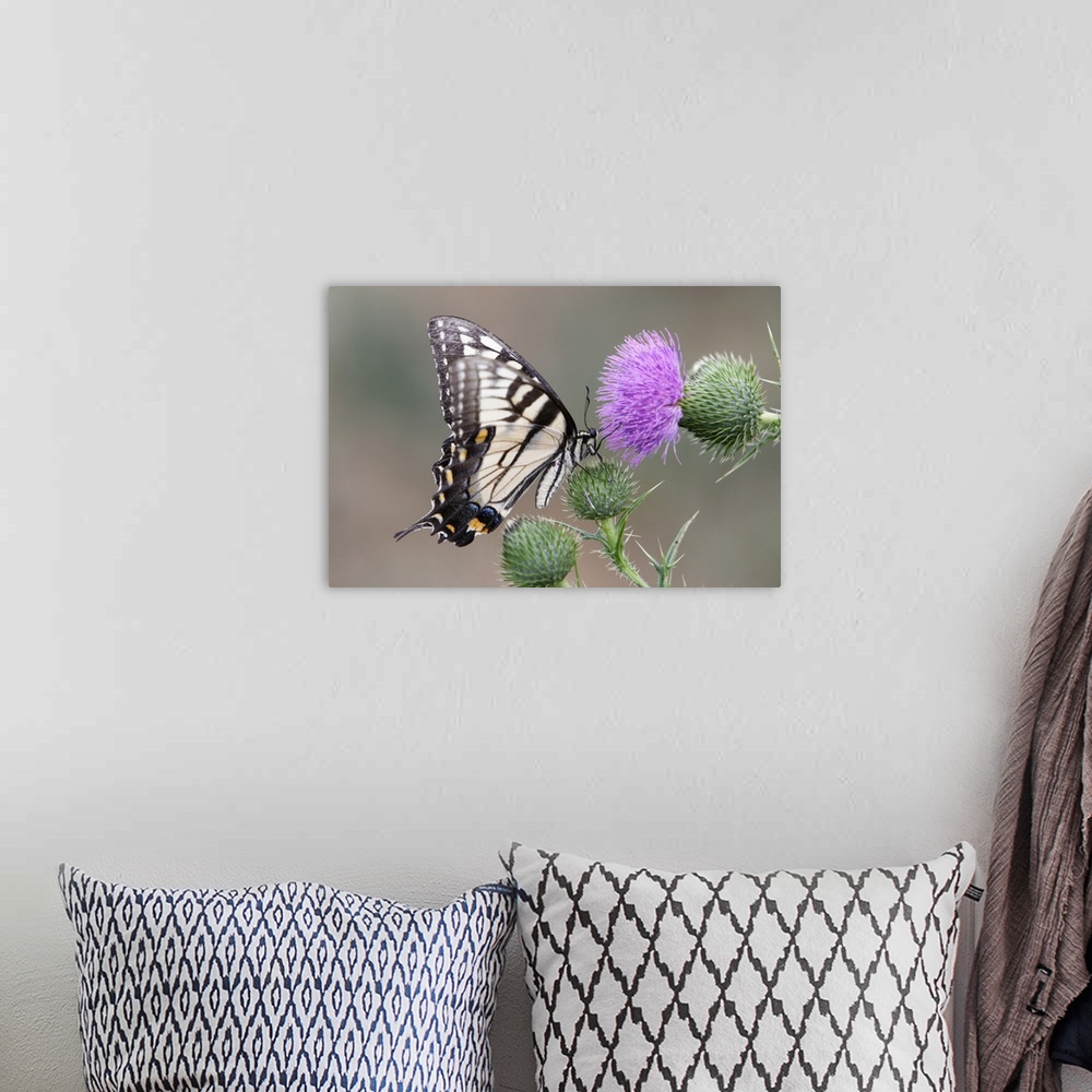 A bohemian room featuring Swallowtail Butterfly Close up View on a Bull Thistle.