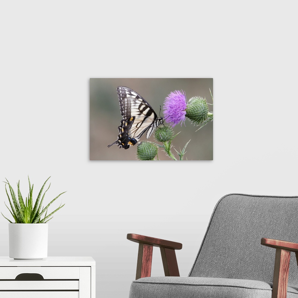 A modern room featuring Swallowtail Butterfly Close up View on a Bull Thistle.