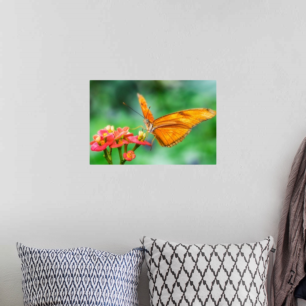 A bohemian room featuring Close-up photograph of a gold butterfly with large, polka dotted eyes, resting on a group of smal...