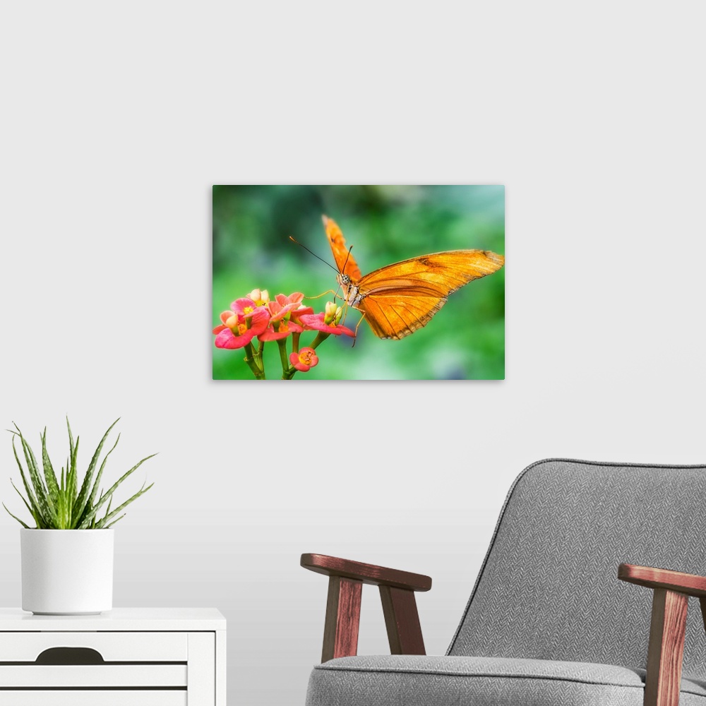 A modern room featuring Close-up photograph of a gold butterfly with large, polka dotted eyes, resting on a group of smal...