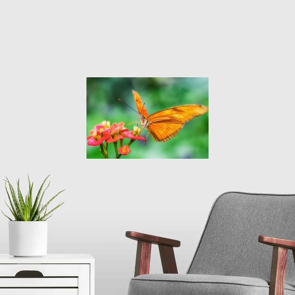 A modern room featuring Close-up photograph of a gold butterfly with large, polka dotted eyes, resting on a group of smal...
