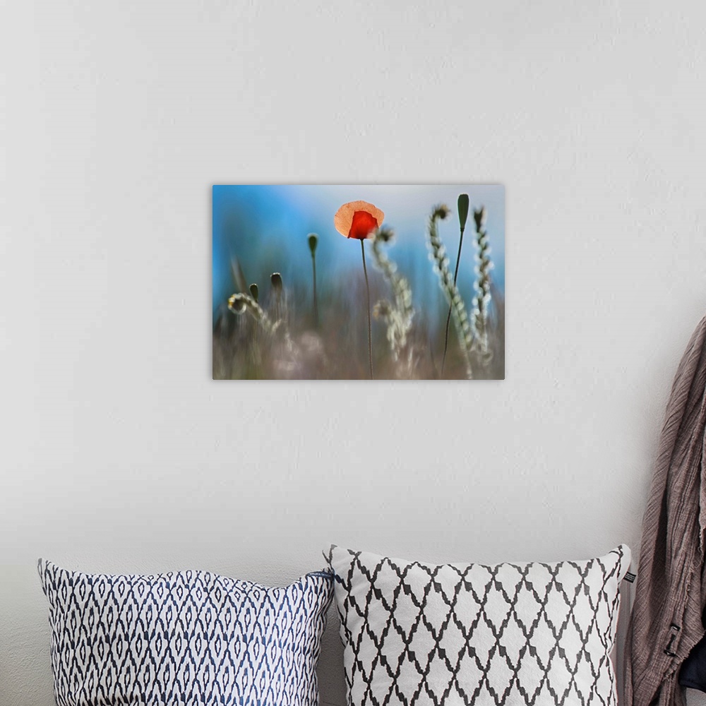 A bohemian room featuring Fine art photo of a single red flower among curled ferns.
