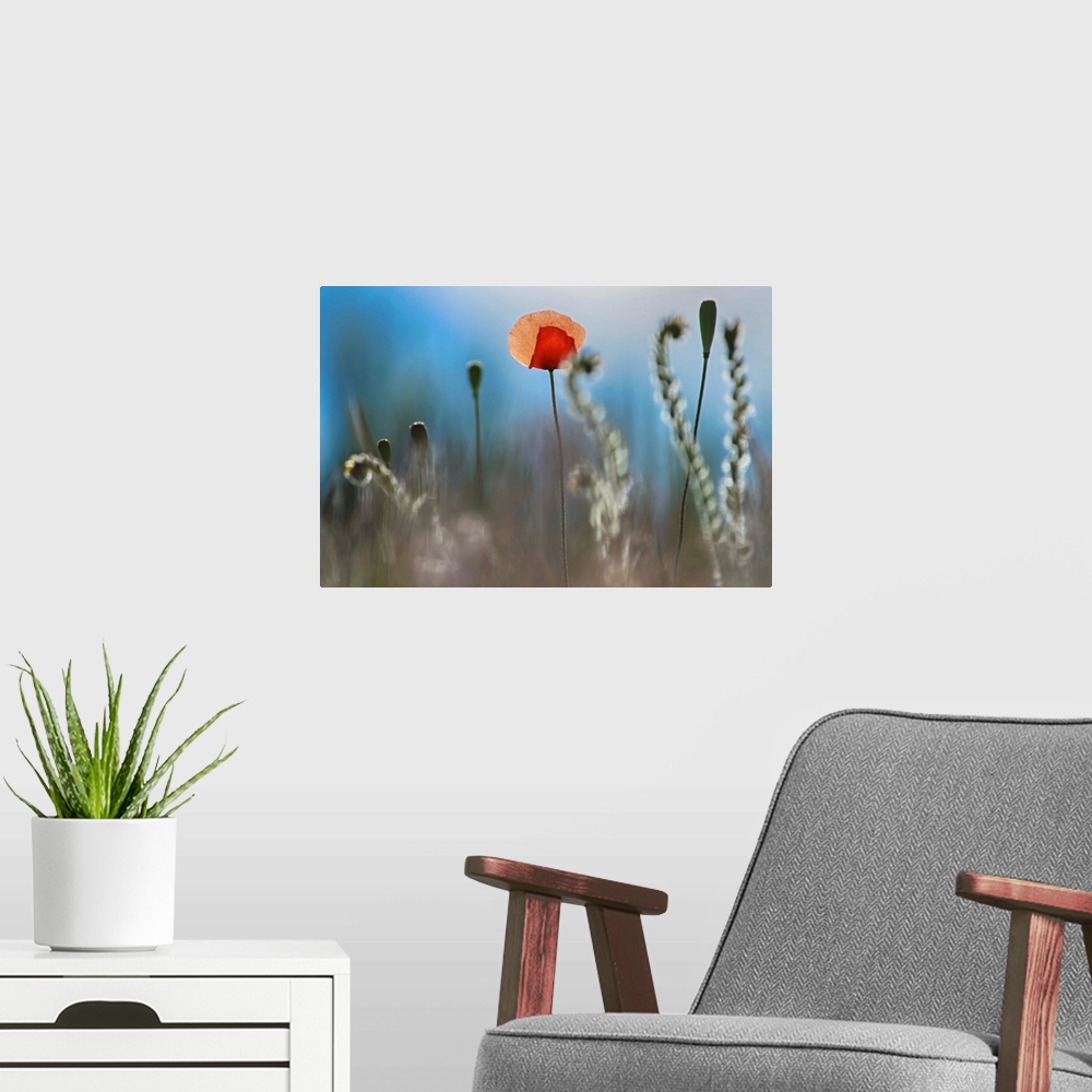 A modern room featuring Fine art photo of a single red flower among curled ferns.