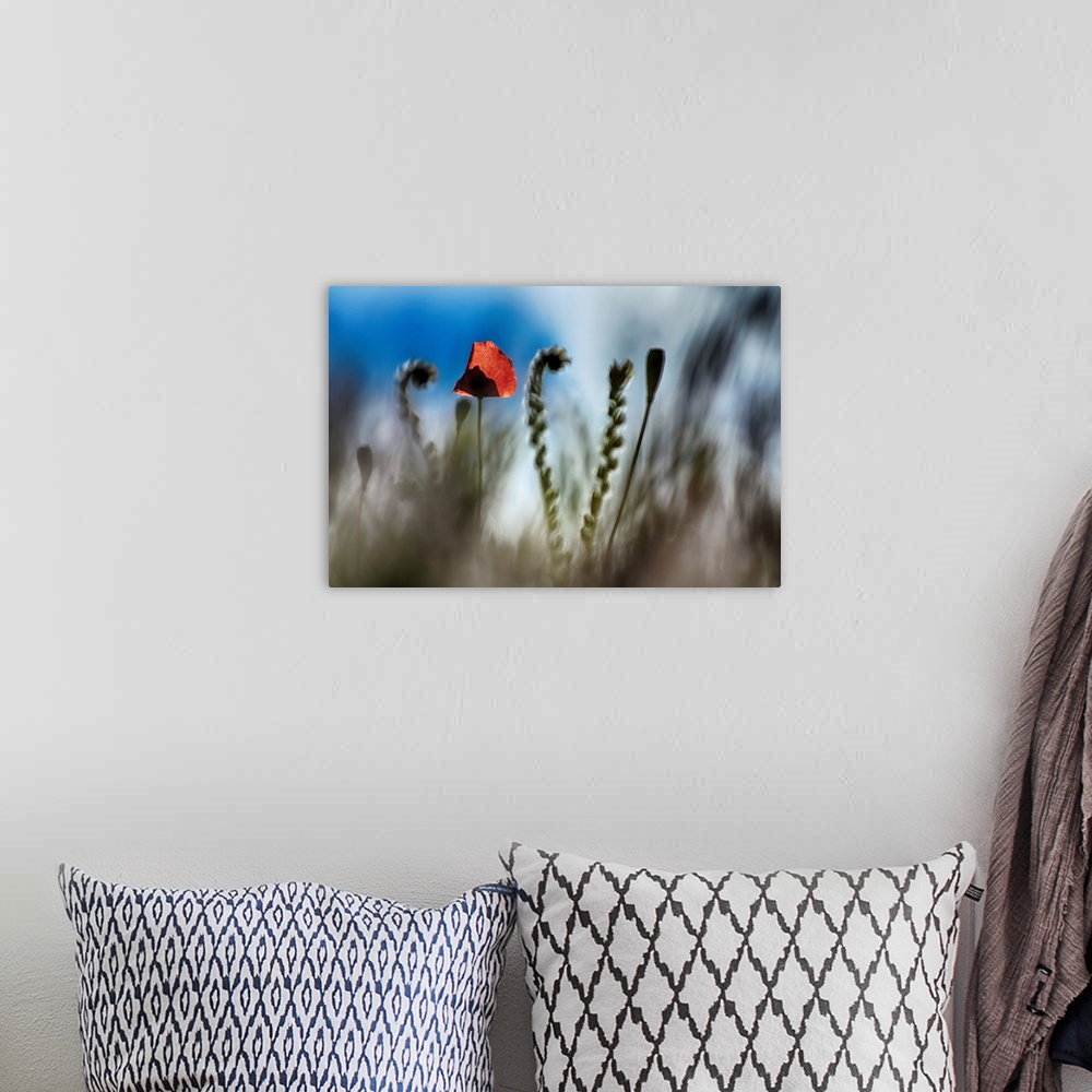 A bohemian room featuring Fine art photo of a single red flower among curled ferns.
