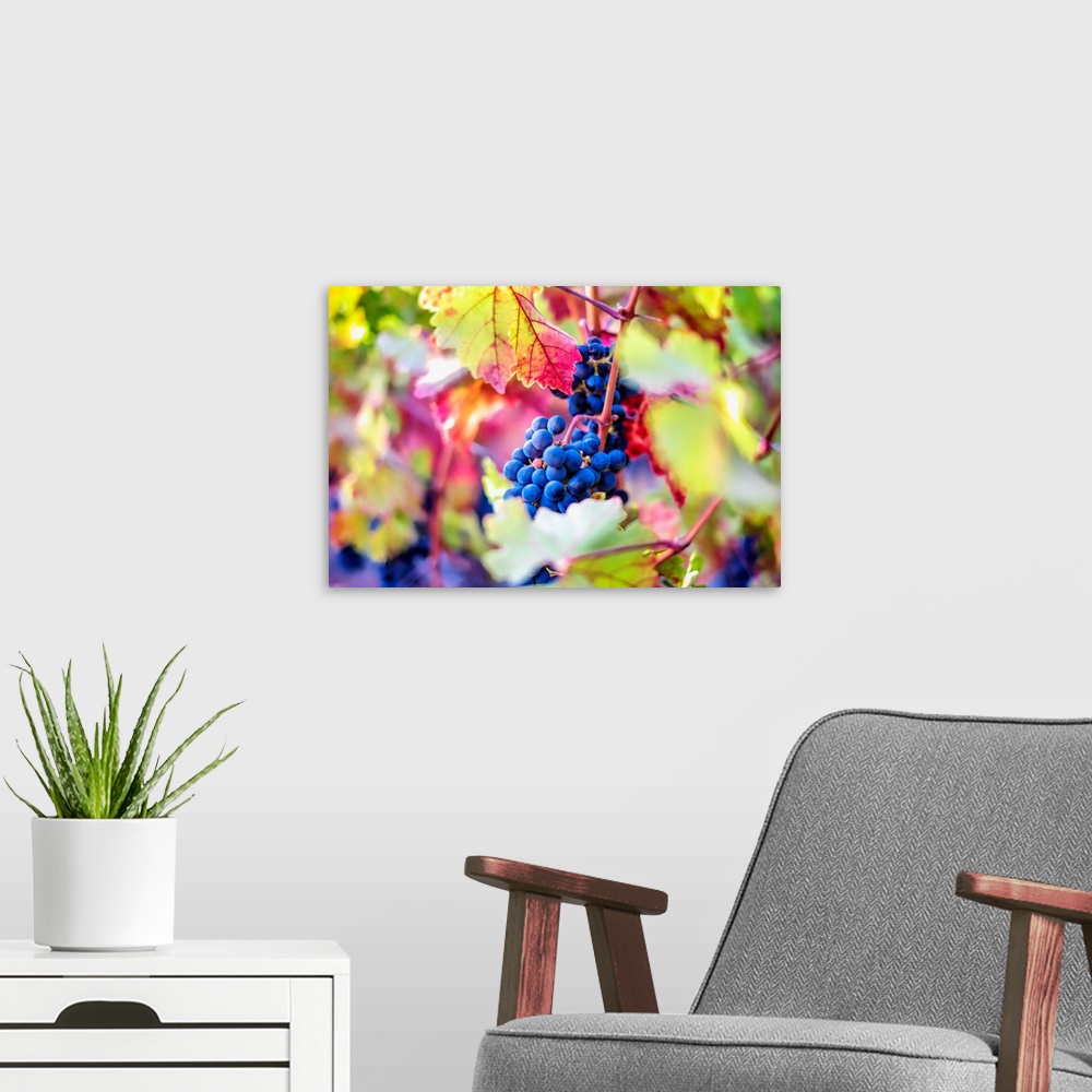 A modern room featuring A saturated and colorful photo of grapes on a grapevine.