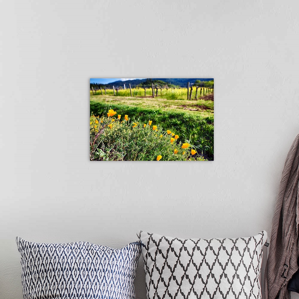 A bohemian room featuring Close Up View of Yellow California Poppies Blooming in Napa Valley