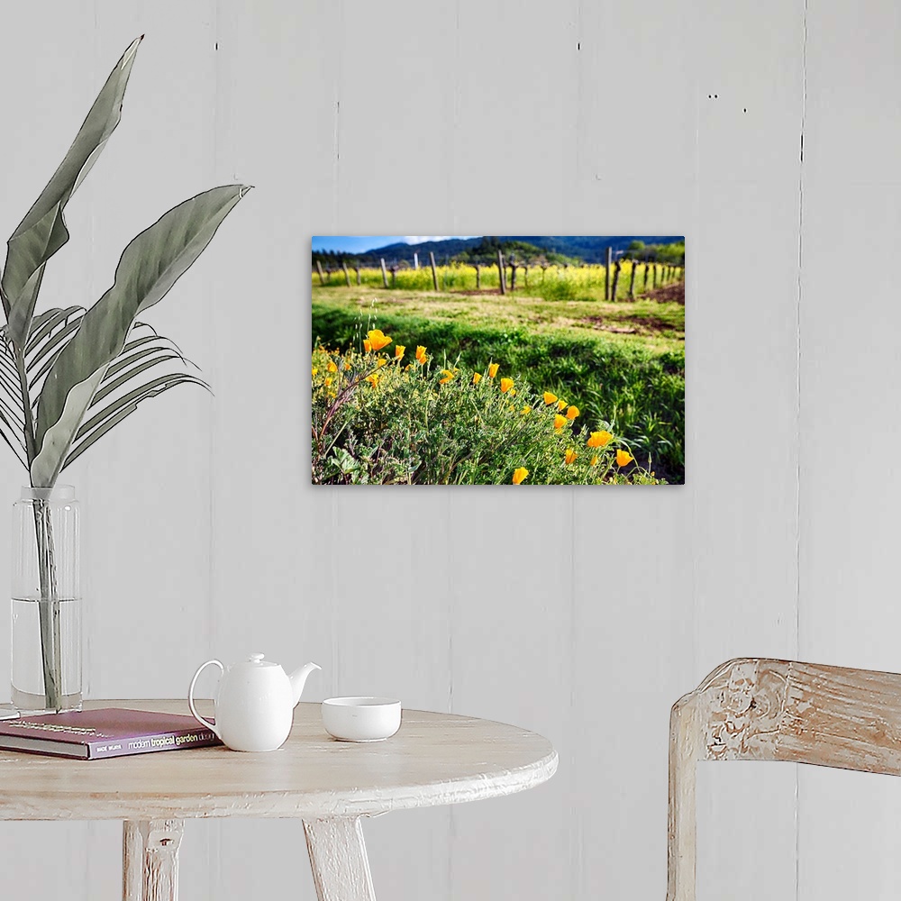 A farmhouse room featuring Close Up View of Yellow California Poppies Blooming in Napa Valley