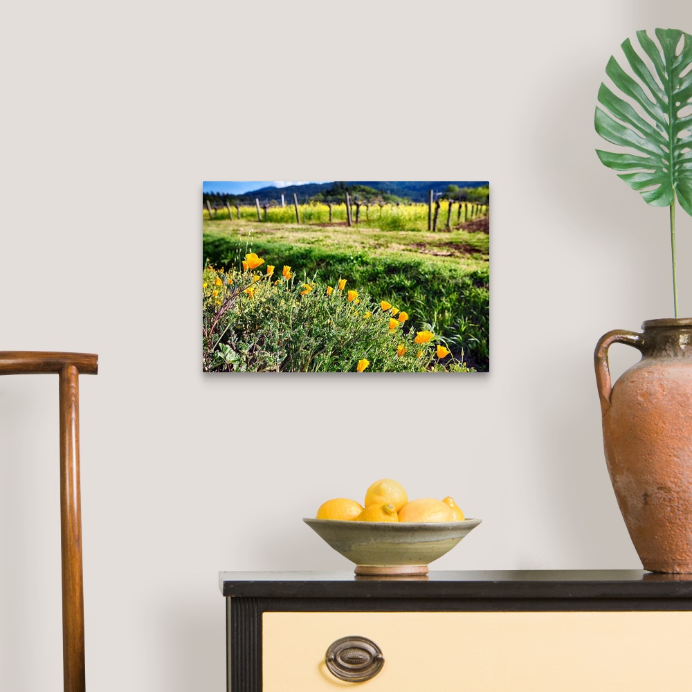 A traditional room featuring Close Up View of Yellow California Poppies Blooming in Napa Valley