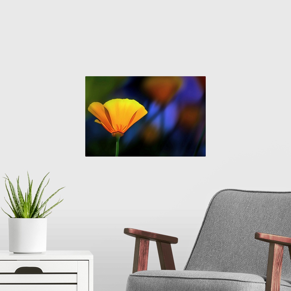 A modern room featuring Closeup of a yellow California poppy in a garden.