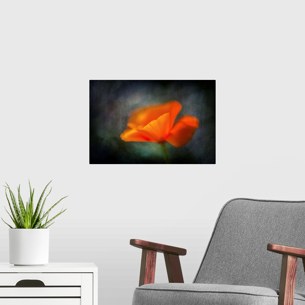 A modern room featuring Closeup of an orange California poppy