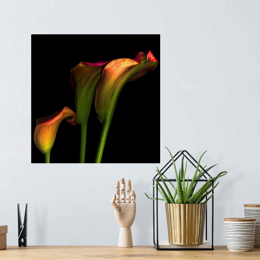 A bohemian room featuring Artwork featuring three calla flowers that stand out against a pitch black background.