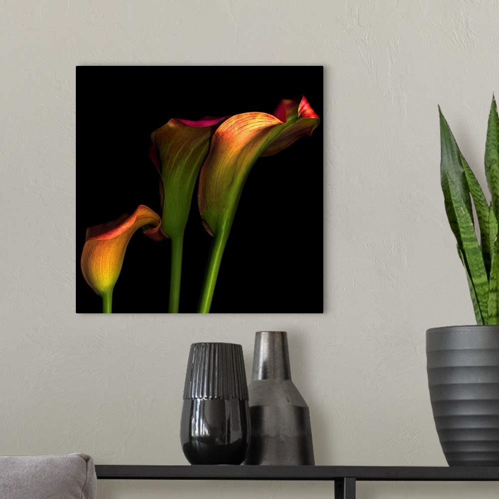 A modern room featuring Artwork featuring three calla flowers that stand out against a pitch black background.