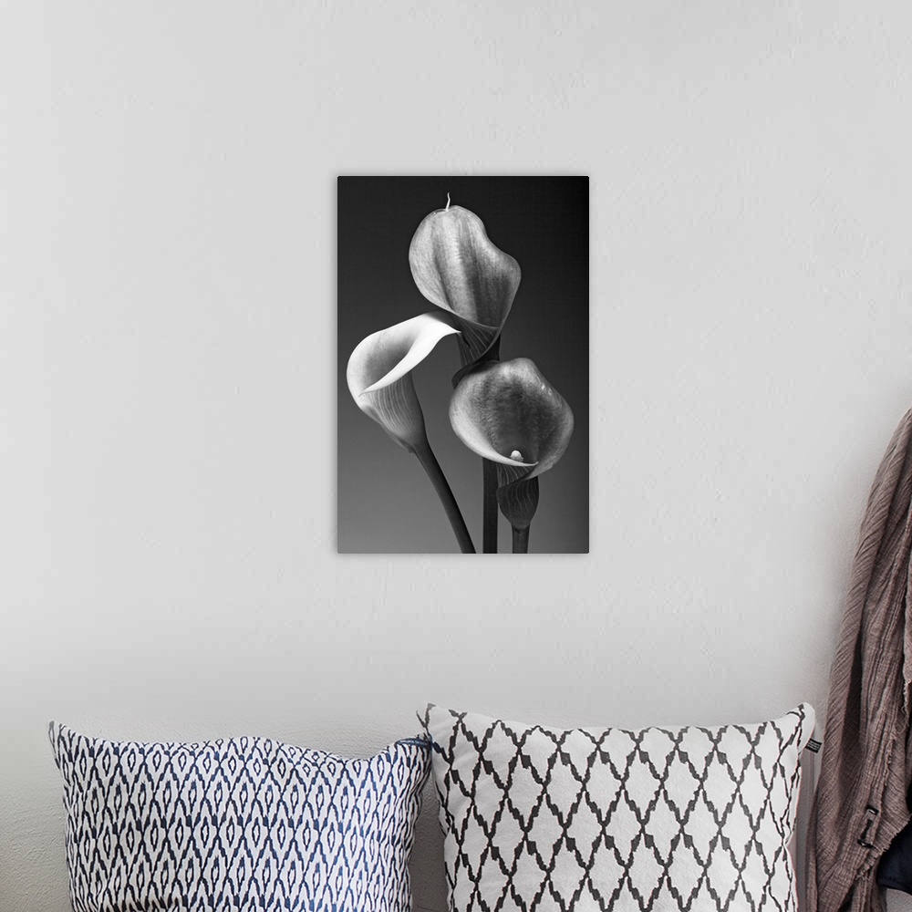 A bohemian room featuring Big monochromatic photograph shows a close-up of the tops of three flowers against a bare backgro...