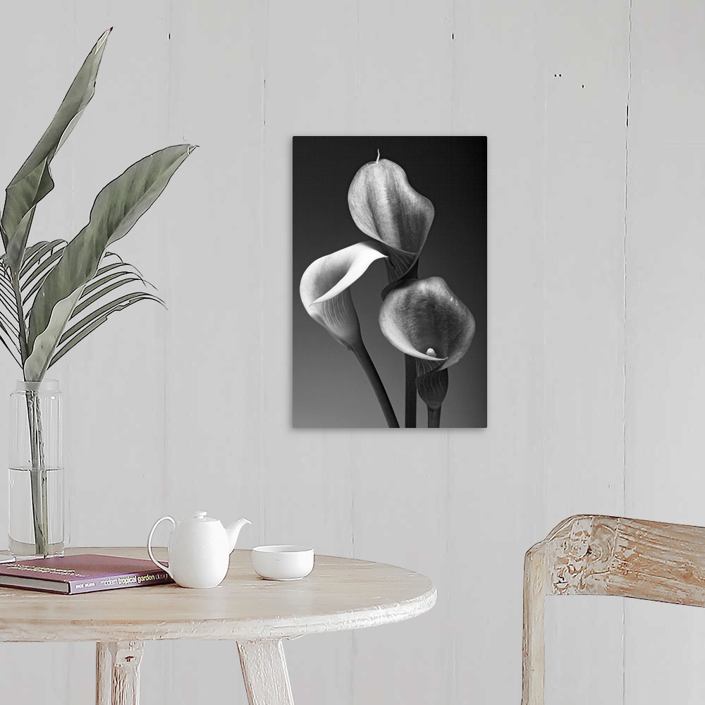 A farmhouse room featuring Big monochromatic photograph shows a close-up of the tops of three flowers against a bare backgro...
