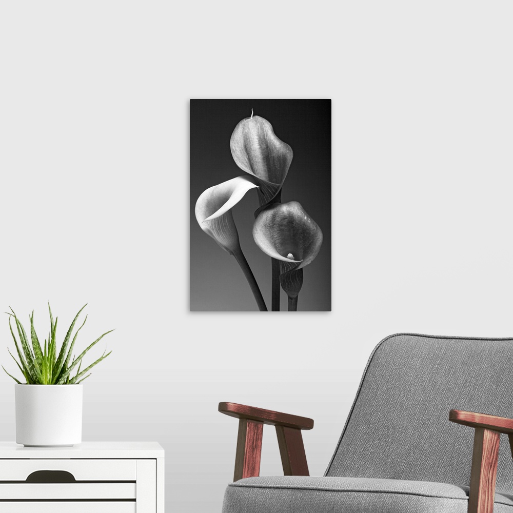 A modern room featuring Big monochromatic photograph shows a close-up of the tops of three flowers against a bare backgro...