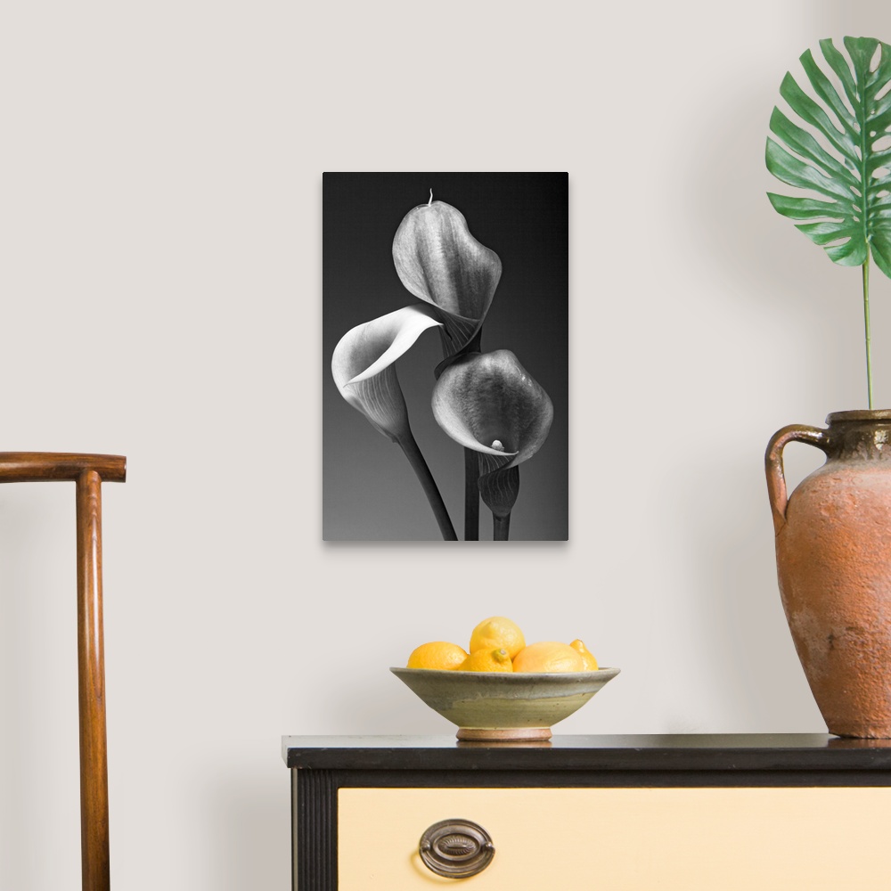 A traditional room featuring Big monochromatic photograph shows a close-up of the tops of three flowers against a bare backgro...