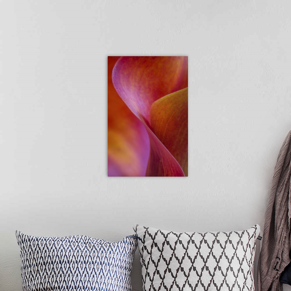 A bohemian room featuring A contemporary close-up of the sinuous curves of a deep red orange calla lilly flower abstract.
