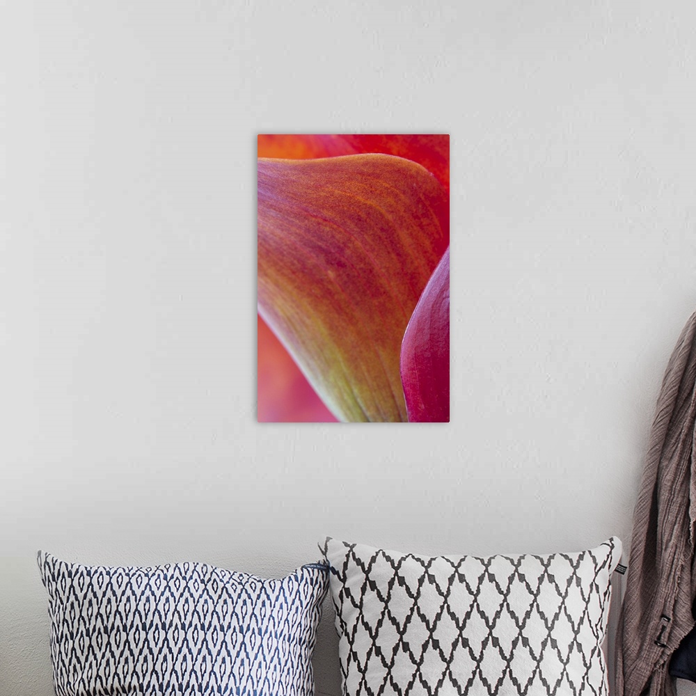 A bohemian room featuring A contemporary close-up of the sinuous curves of a deep red orange calla lilly flower abstract.