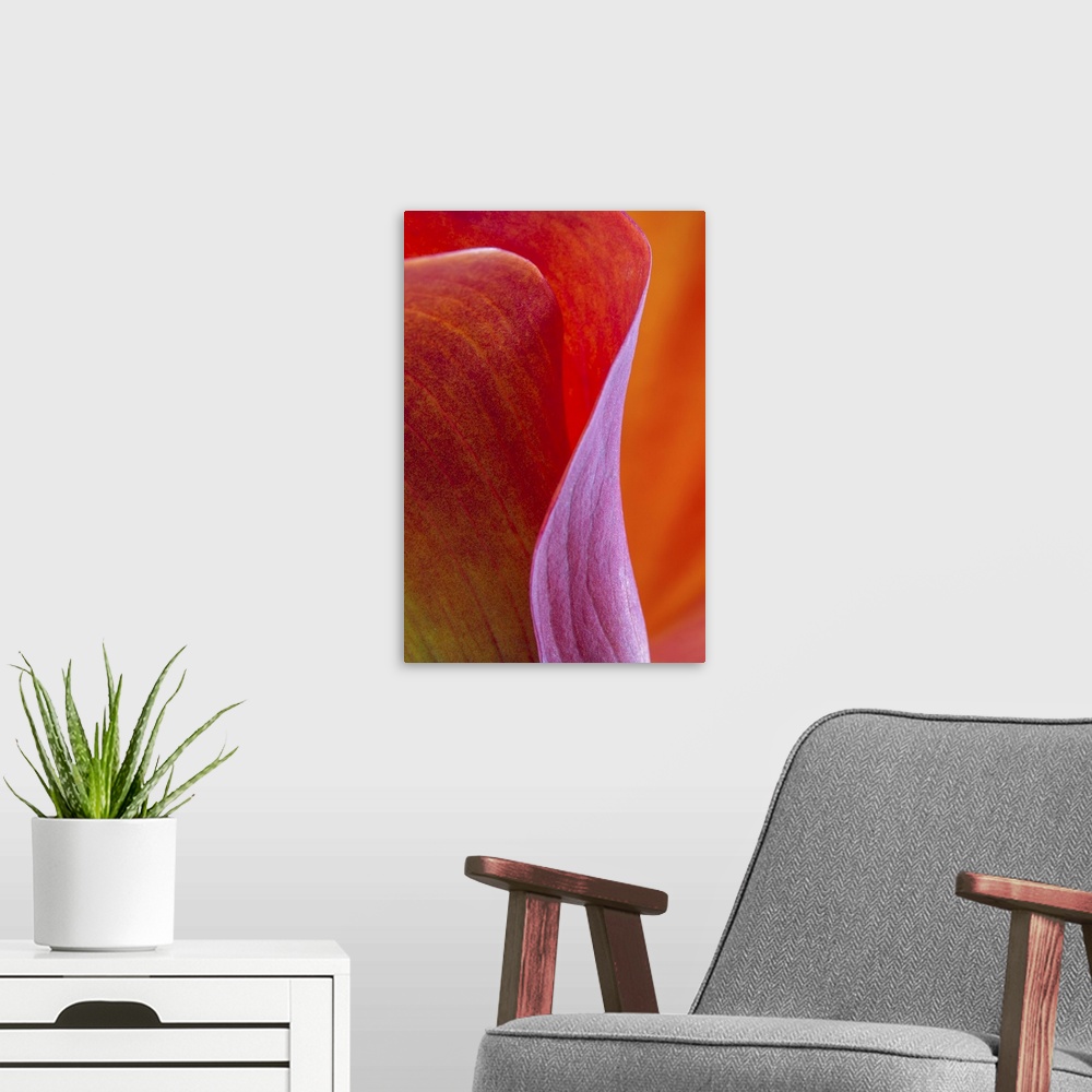 A modern room featuring A contemporary close-up of the sinuous curves of a deep red orange calla lilly flower abstract.