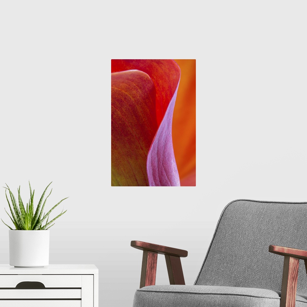 A modern room featuring A contemporary close-up of the sinuous curves of a deep red orange calla lilly flower abstract.