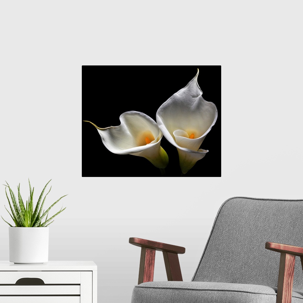 A modern room featuring Oversized art of two lilies against a black background.