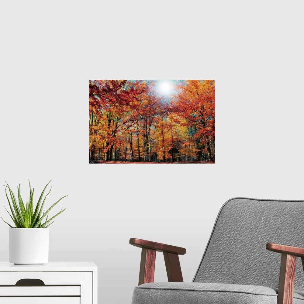 A modern room featuring Fall Colored Trees