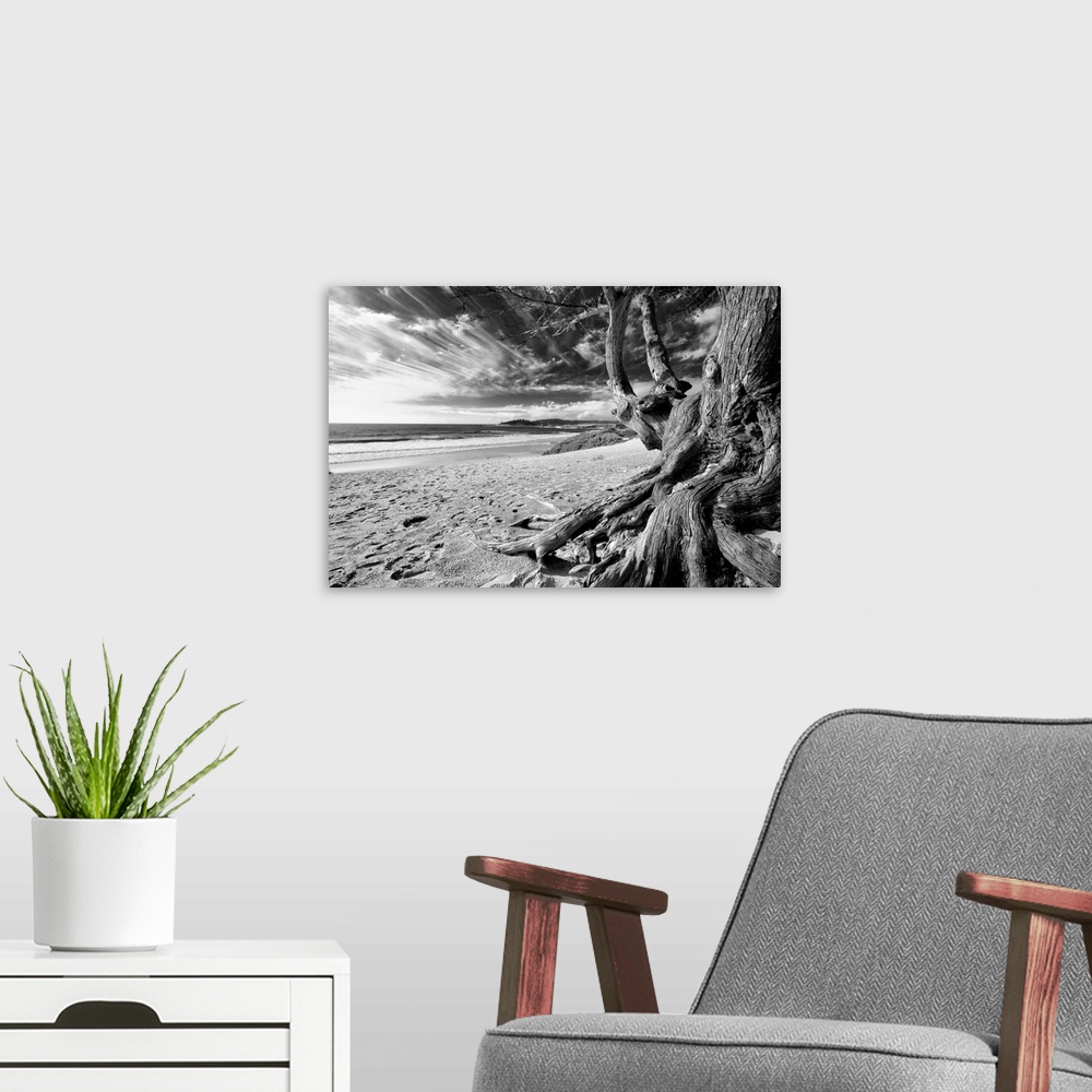A modern room featuring Tree With Twisted Roots on Carmel Beach in Black An White, Carmel Beach Tree, California.