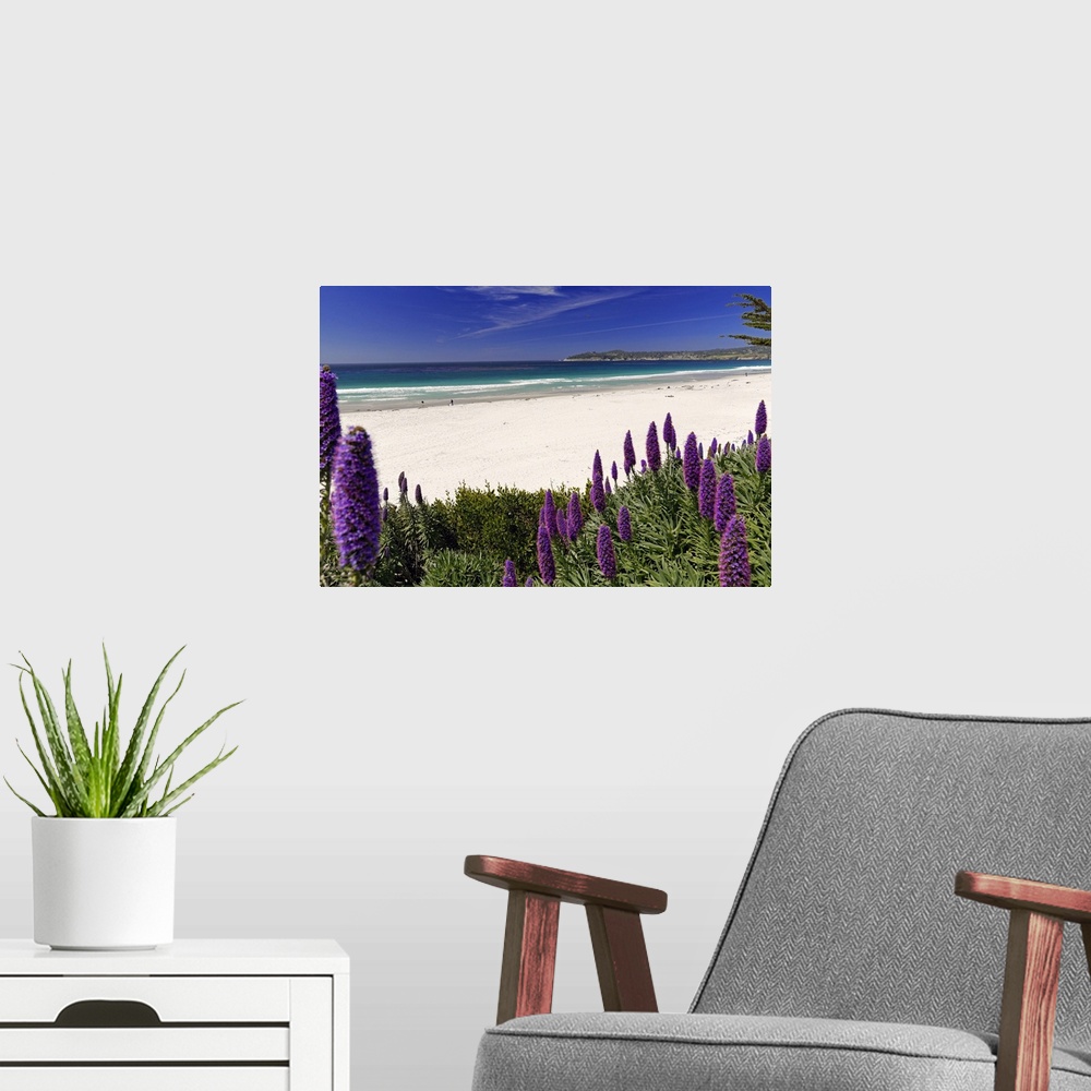 A modern room featuring Wildflowers (Pride of Madeira) Blooming Along the Pacific Beach, California