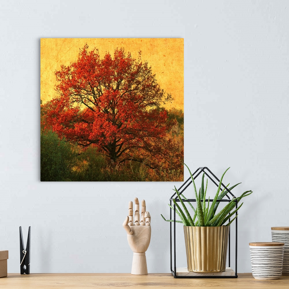 A bohemian room featuring A red tree in autumn