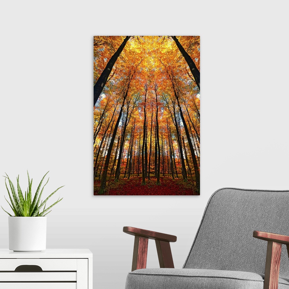A modern room featuring A dramatic photographic scene of slender silhouettes of trees towering above the viewer and a can...