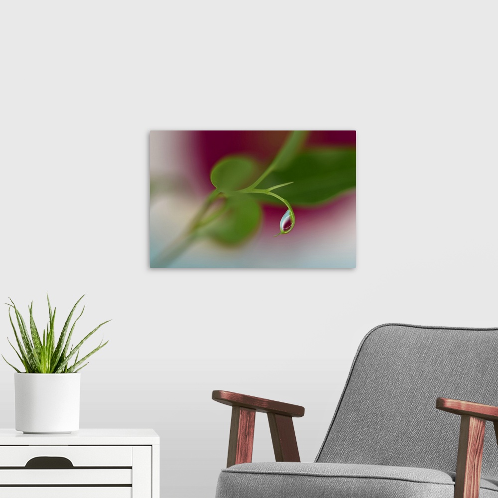 A modern room featuring A gerbera behind some leafs.
