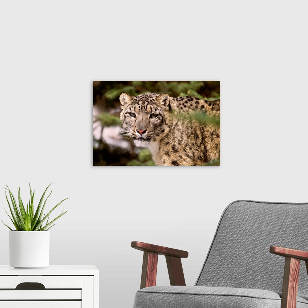 A modern room featuring Snow leopard (captive)