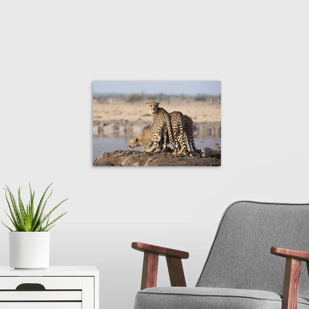 A modern room featuring Mother cheetah and her cubs drink some water after a hunt.