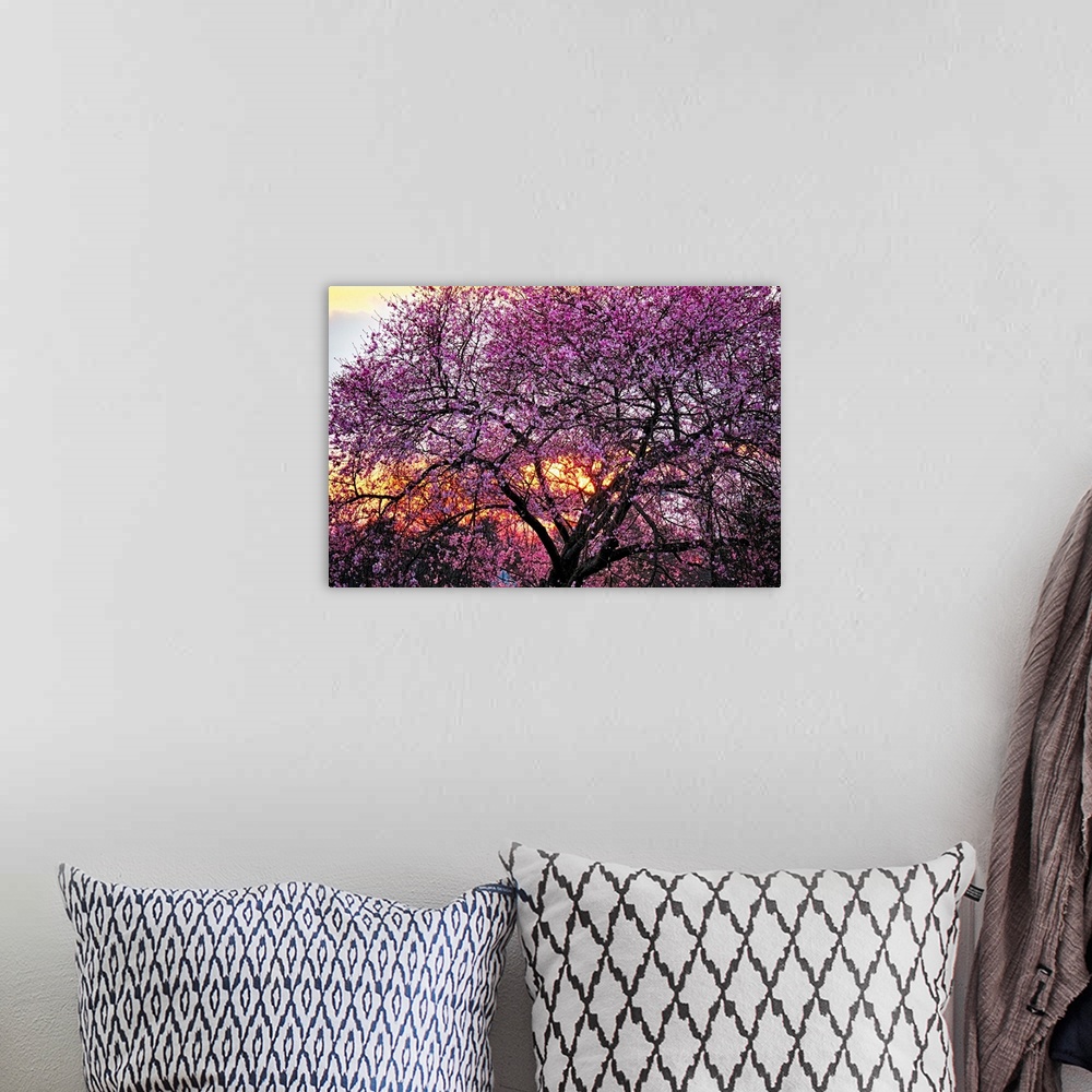 A bohemian room featuring A photo of a cherry blossom tree with an orange glow of a sunset peeking through the branches.