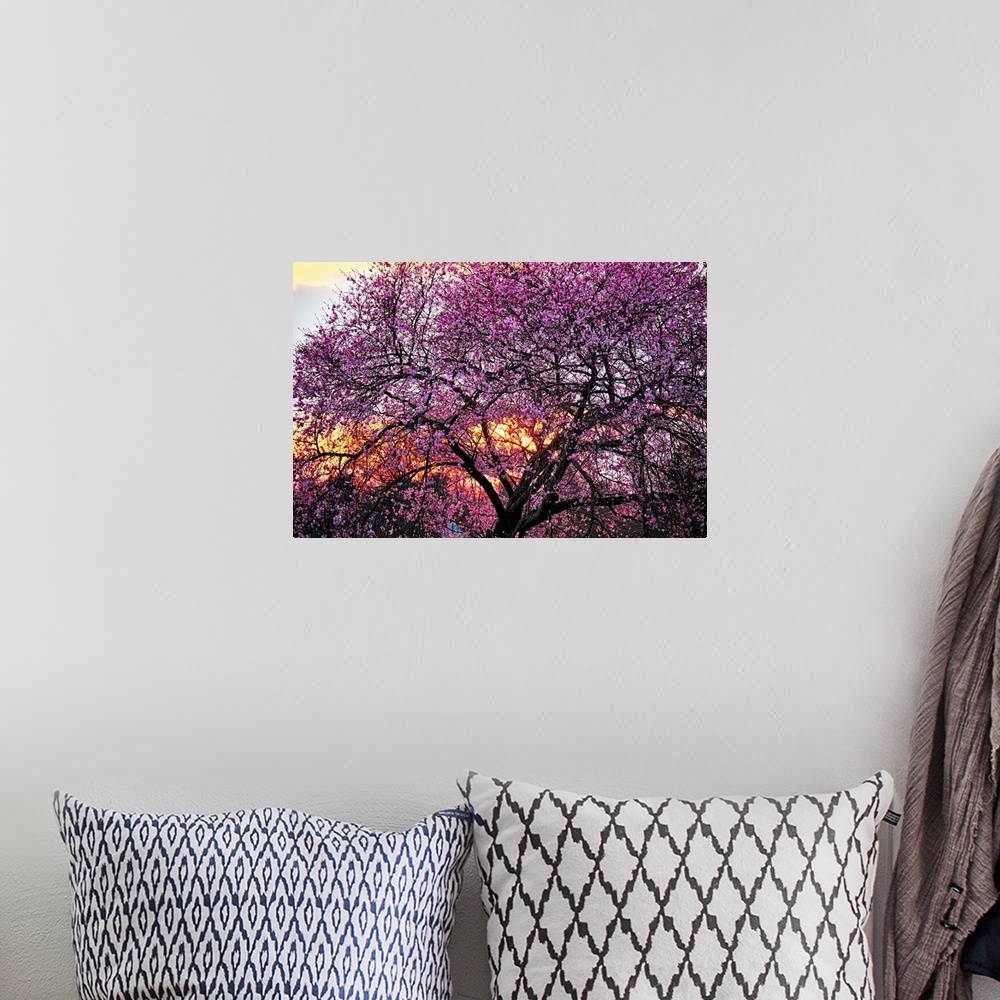 A bohemian room featuring A photo of a cherry blossom tree with an orange glow of a sunset peeking through the branches.