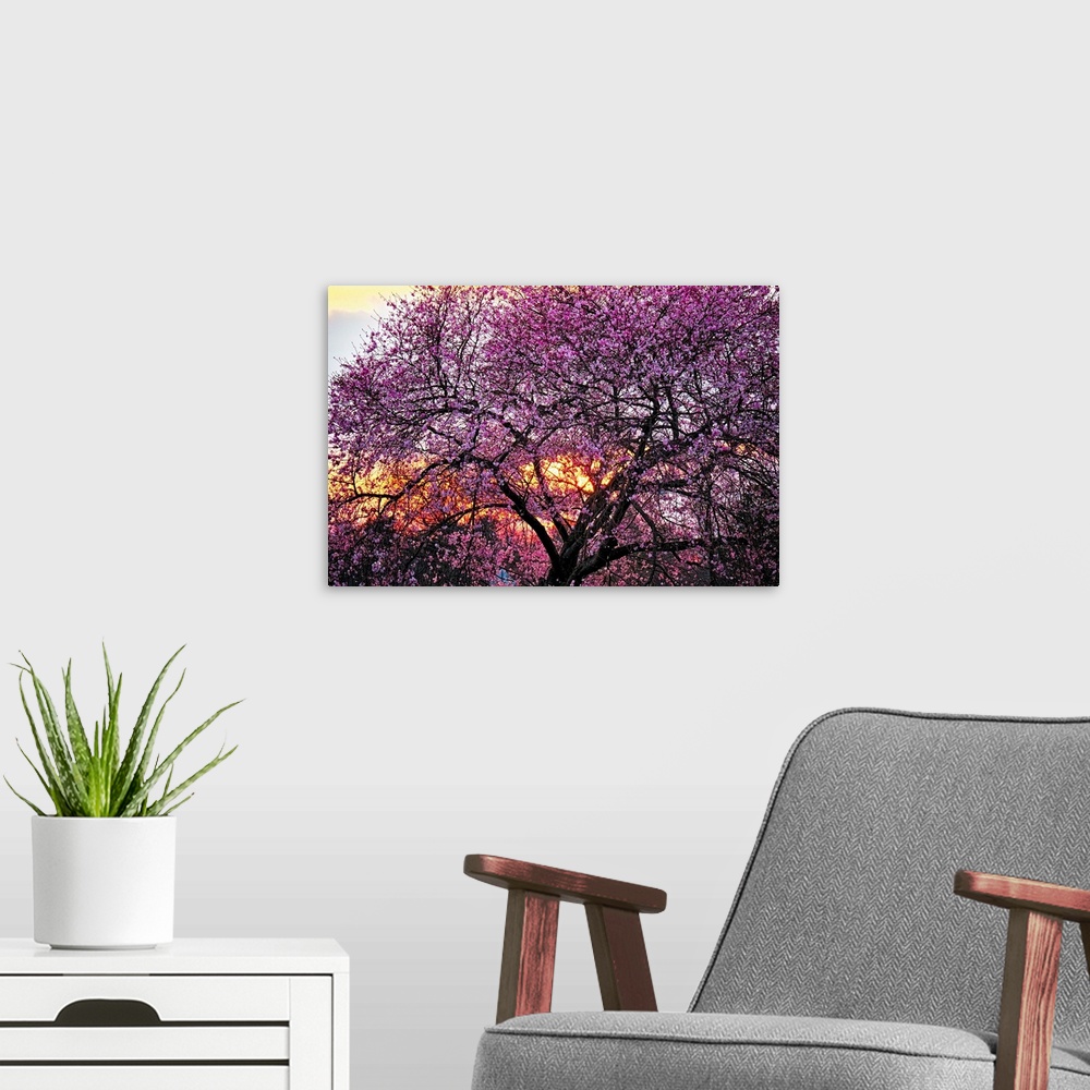 A modern room featuring A photo of a cherry blossom tree with an orange glow of a sunset peeking through the branches.