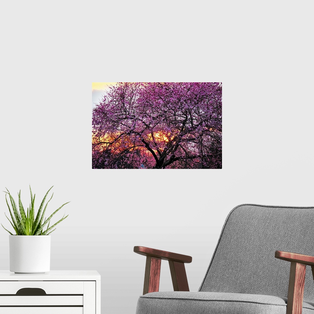 A modern room featuring A photo of a cherry blossom tree with an orange glow of a sunset peeking through the branches.