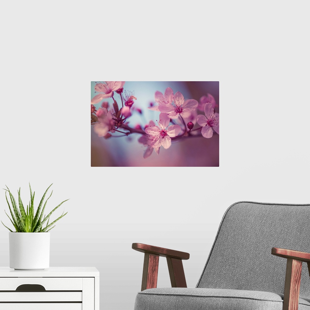 A modern room featuring A close-up photograph of pink cherry blossoms.