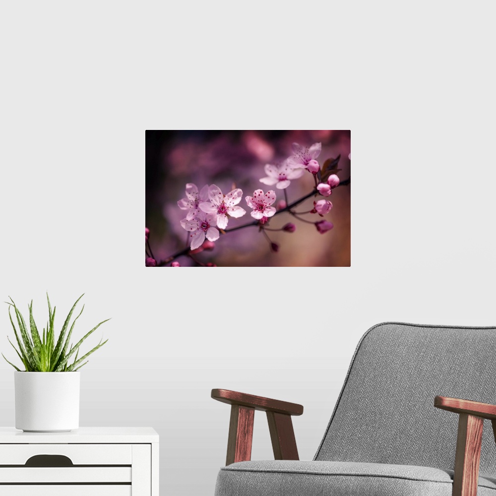 A modern room featuring A close-up photograph of pink cherry blossoms.