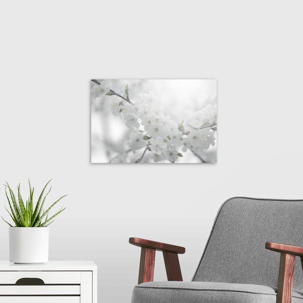A modern room featuring A black and white photograph of soft white flowers surrounded by light.