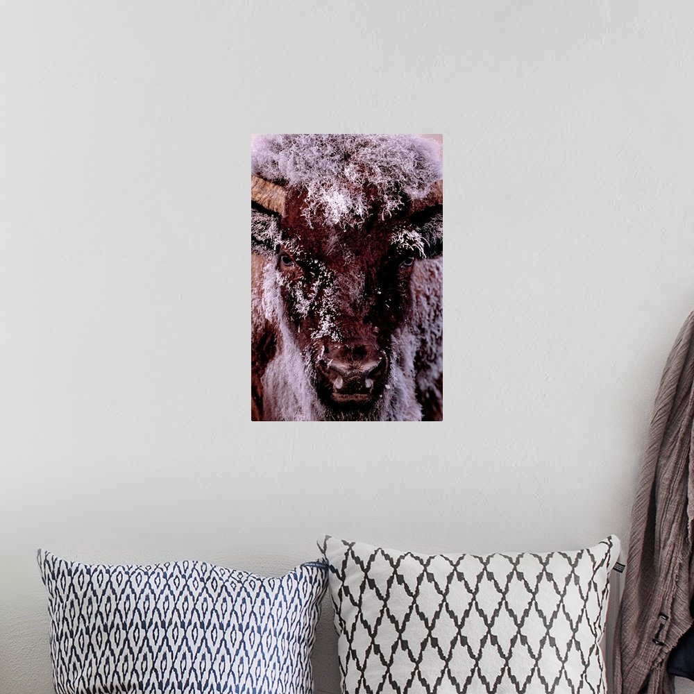A bohemian room featuring Tall canvas photo of a buffalo with snow covering it's fur looking towards the camera.