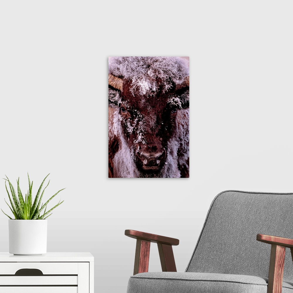 A modern room featuring Tall canvas photo of a buffalo with snow covering it's fur looking towards the camera.