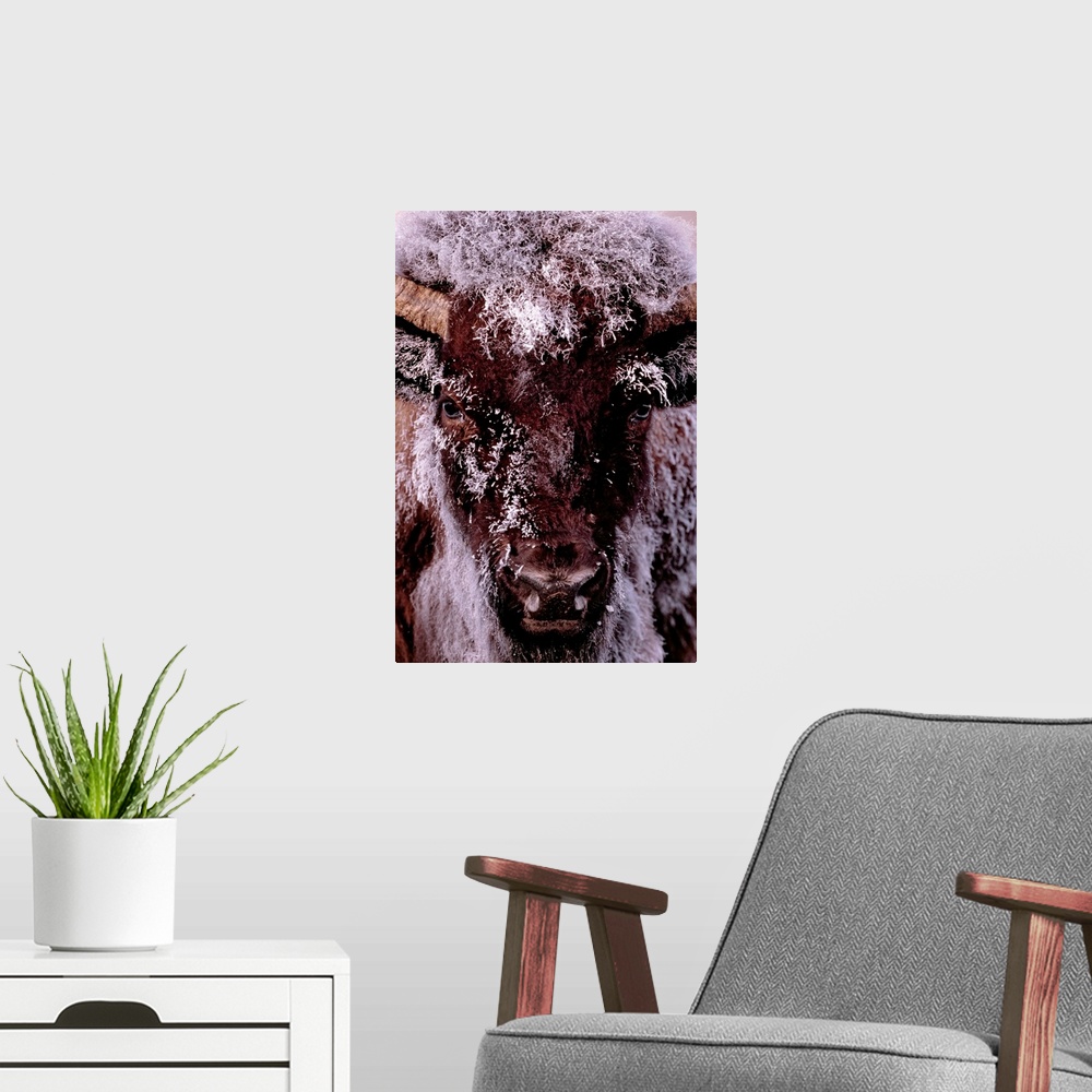 A modern room featuring Tall canvas photo of a buffalo with snow covering it's fur looking towards the camera.