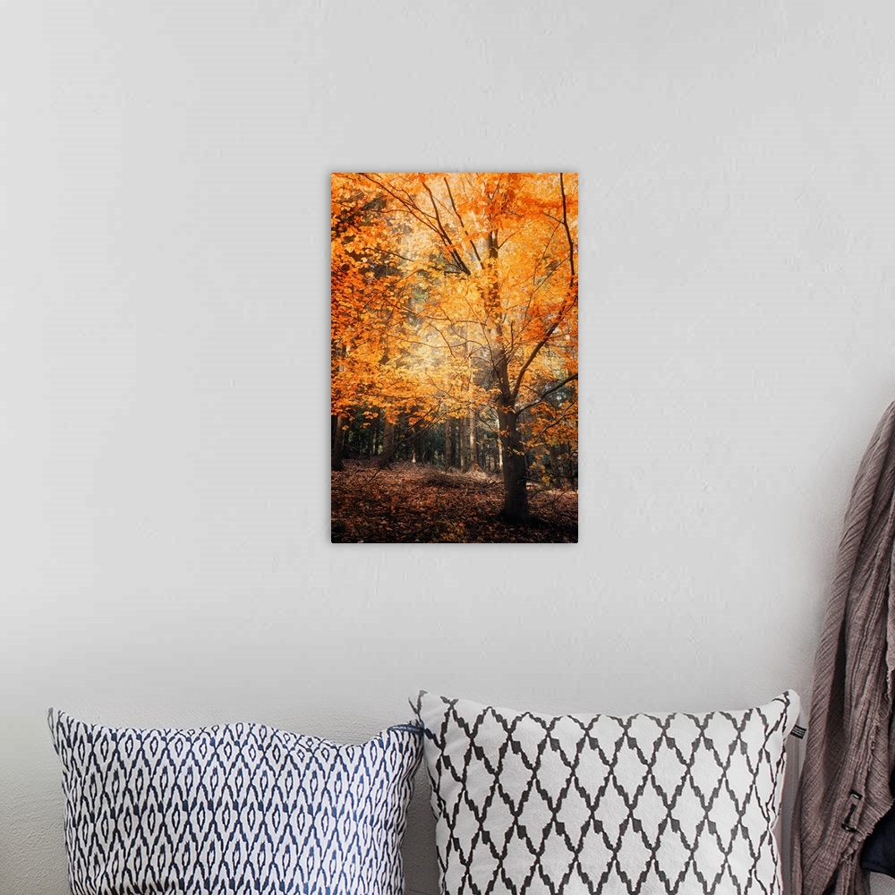 A bohemian room featuring A forest with trees with bright orange leaves in the fall.
