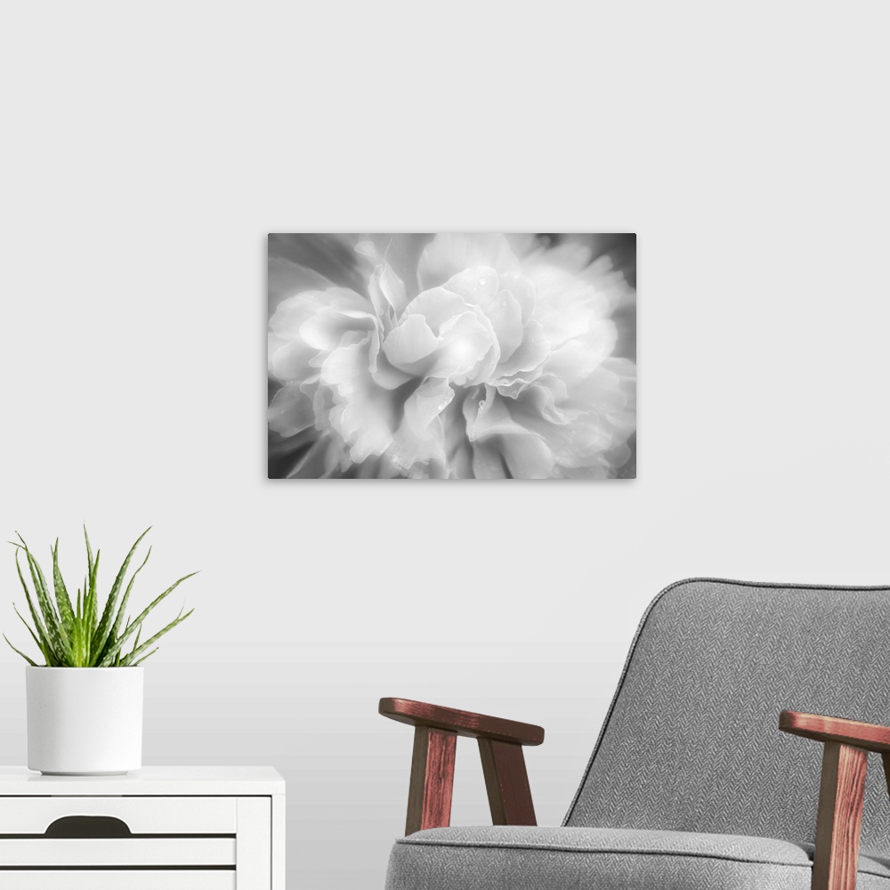 A modern room featuring Close up of a white peony