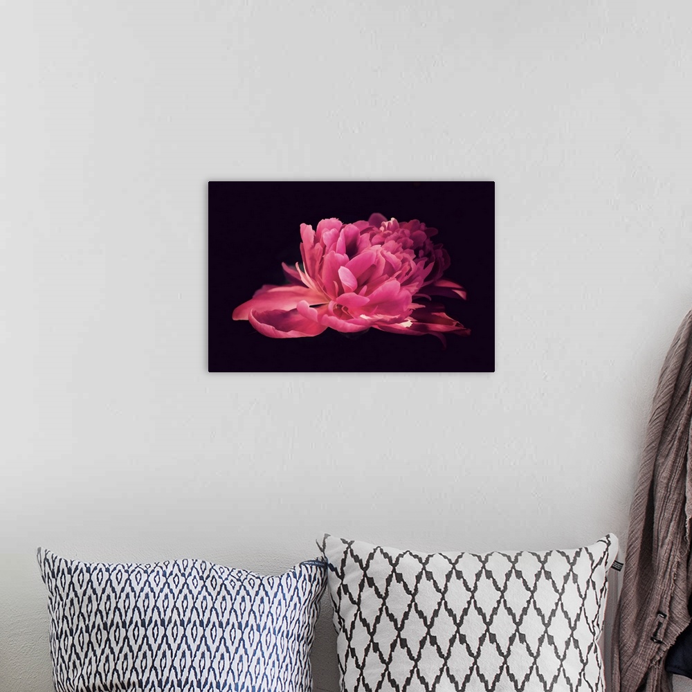 A bohemian room featuring Peony in very close up on a black background