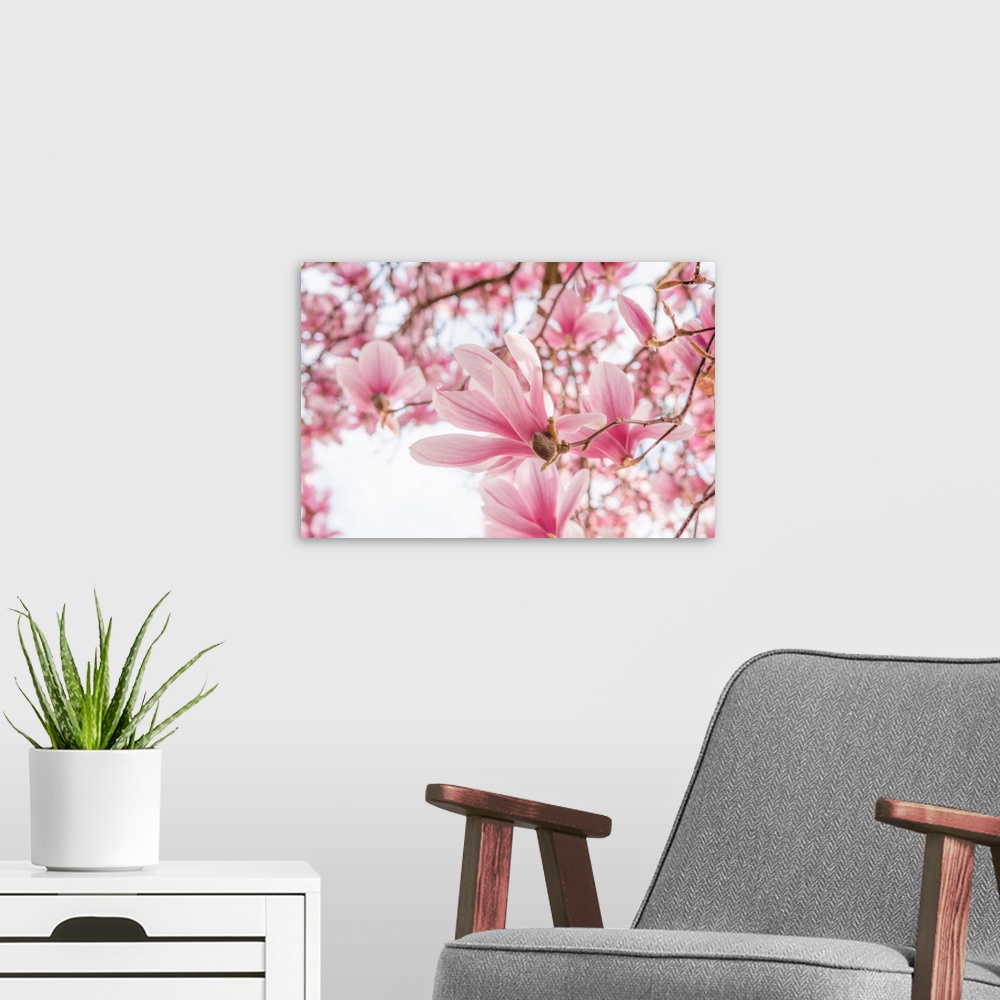 A modern room featuring Magnolia in spring